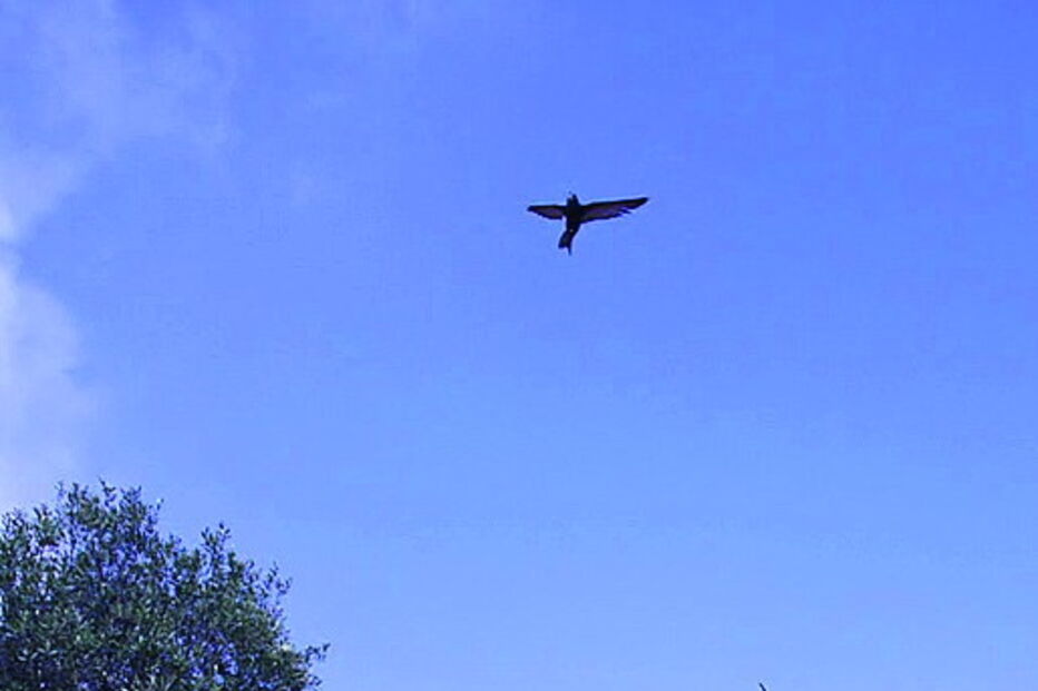 Andorinhões libertados 