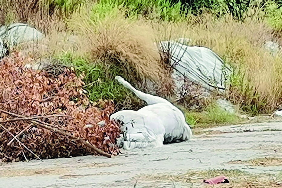 Cavalo abandonado em terrenos cedidos à Sociedade Hípica Portuguesa 