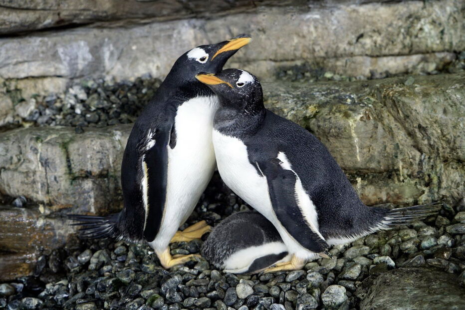 Casal de pinguins fémeas conseguem ser mães após adotarem ovo