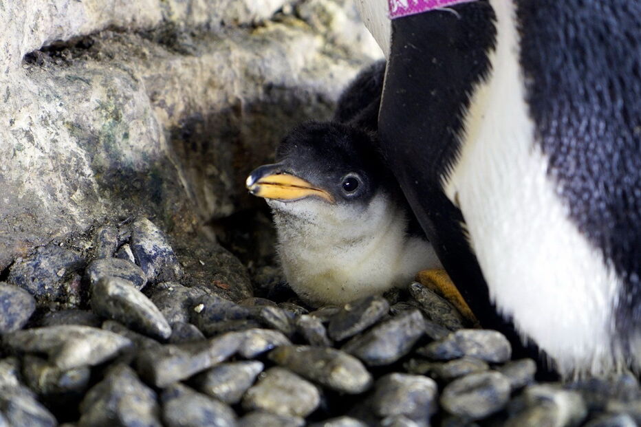 Casal de pinguins fémeas conseguem ser mães após adotarem ovo