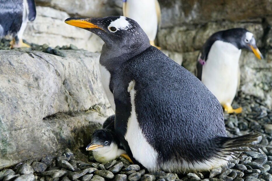 Casal de pinguins fémeas conseguem ser mães após adotarem ovo