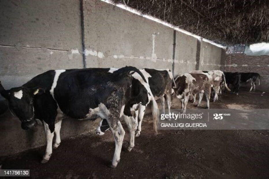 Moçambique desembolsa 1,6 milhões de euros na compra de vacinas contra febre aftosa