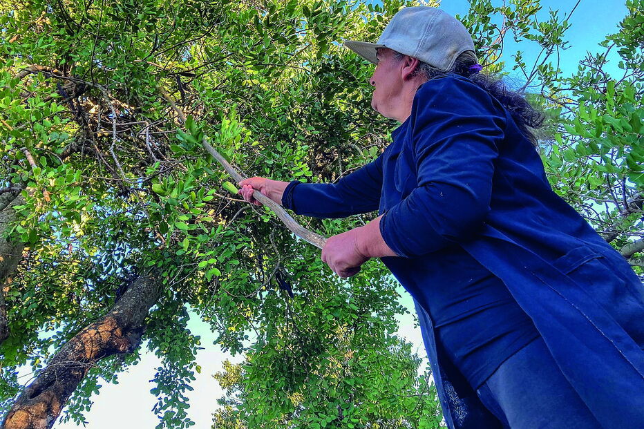 Apanha de alfarroba está a decorrer