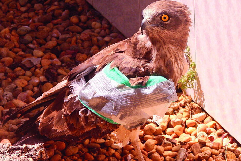 Ave de rapina foi operada a uma asa e está a ser tratada no Centro de Recuperação e Investigação de Animais Selvagens 