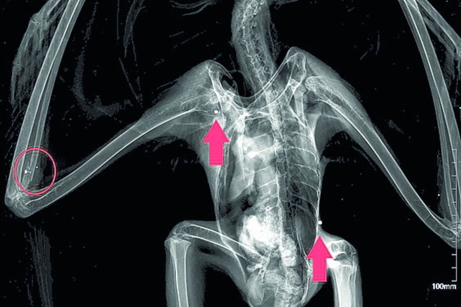 Projéteis ficaram alojados no corpo  