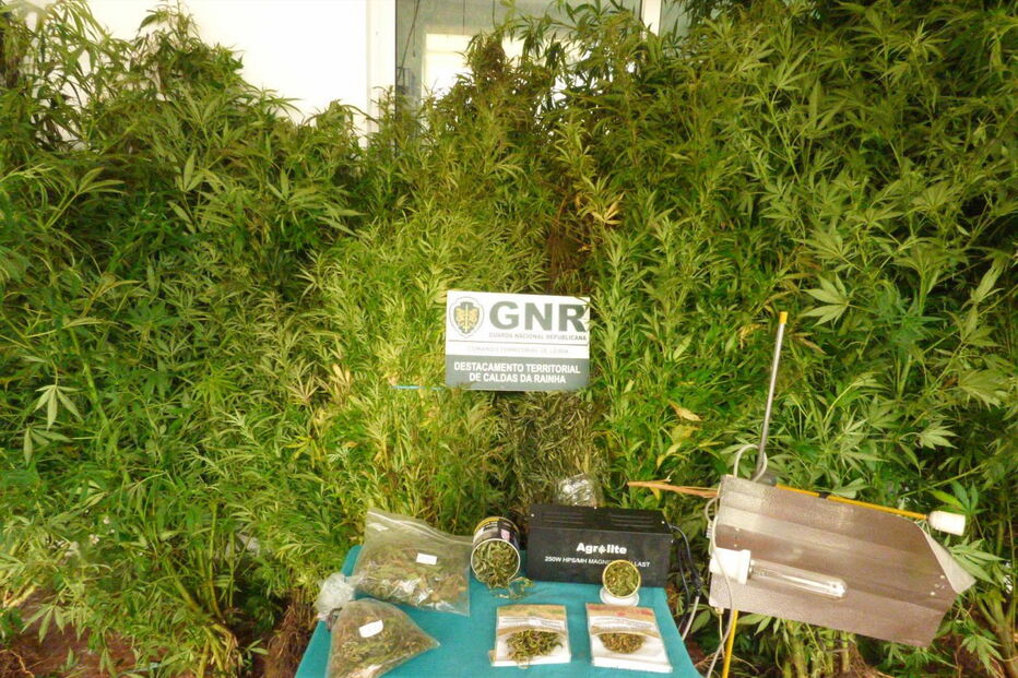 Plantas apreendidas ao casal 