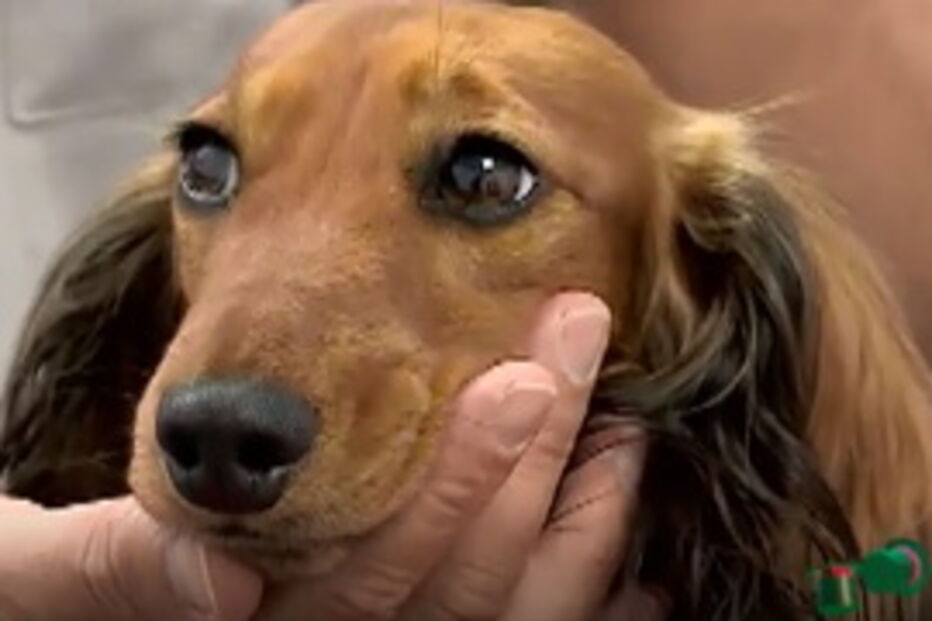 Animais de estimação 