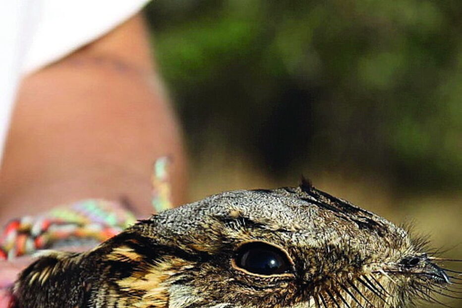 Noitibós foram libertados 