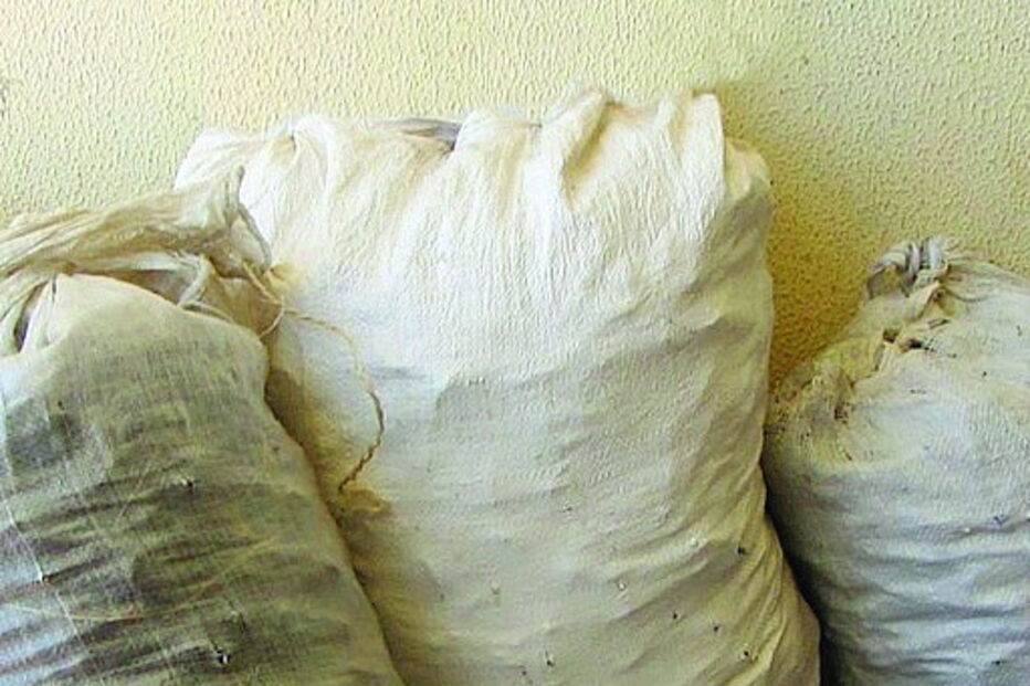 GNR trava furto de alfarroba em Vilamoura