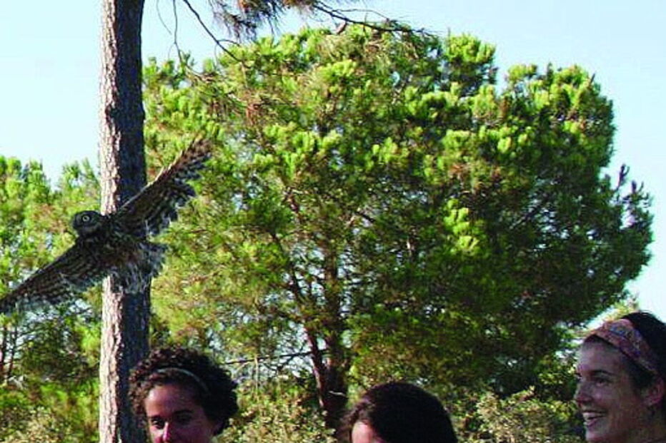 Três mochos recuperados em Olhão foram libertados 