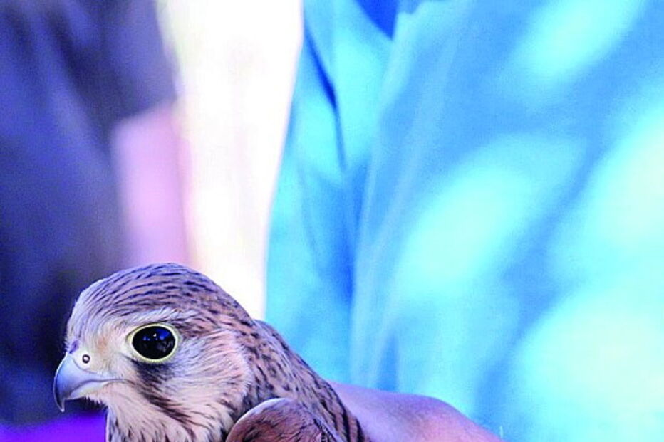 Libertação realizada pelo RIAS 