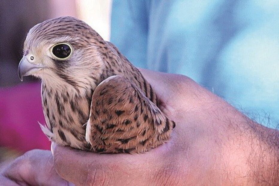 Libertação realizada pelo RIAS 