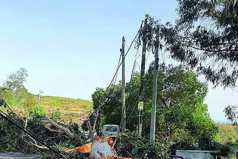 Troncos caíram em esplanada 