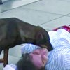 Cão vadio invade peça de teatro para confortar ator 'ferido' no chão