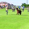 Alpaca invade campo de futebol 