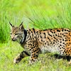 <![CDATA[ Lince-Ibérico: Portugal e Espanha contam 2663 felinos ]]>
