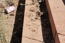 Animais vítimas de maus-tratos