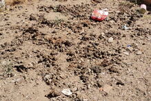 Animais vítimas de maus-tratos