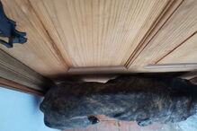 Animais vítimas de maus-tratos