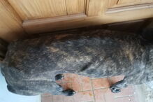 Animais vítimas de maus-tratos