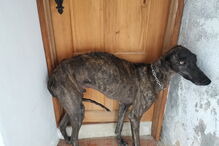 Animais vítimas de maus-tratos