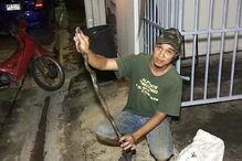 Cobra estava escondida na sanita