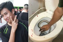 Cobra estava escondida na sanita