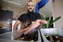 tratamento facial, caracoletas, Amã, Jordânia