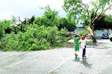 Vento forte provocou a  queda de dezenas de árvores em Beja