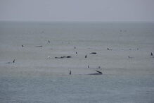 Centenas de baleias encalhadas na Austrália