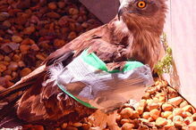 Ave esteve em recuperação durante dois meses no RIAS 