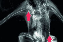 Raio-X realizado no centro detetou três projéteis de  caçadeira na cabeça, ombro direito e no costado esquerdo 