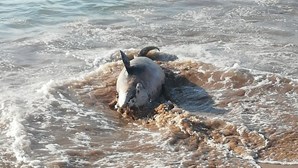Golfinho dá à costa na praia da Cova do Vapor na Costa da Caparica
