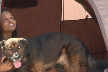 Conheça Brown, o cão de Kiara Timas