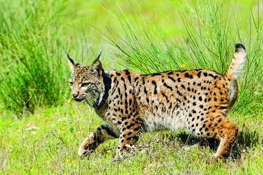 Lince ibérico