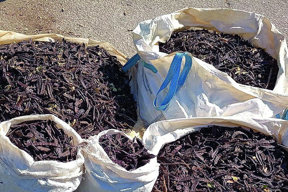 Alfarroba foi apreendida pela GNR durante uma fiscalização rodoviária  