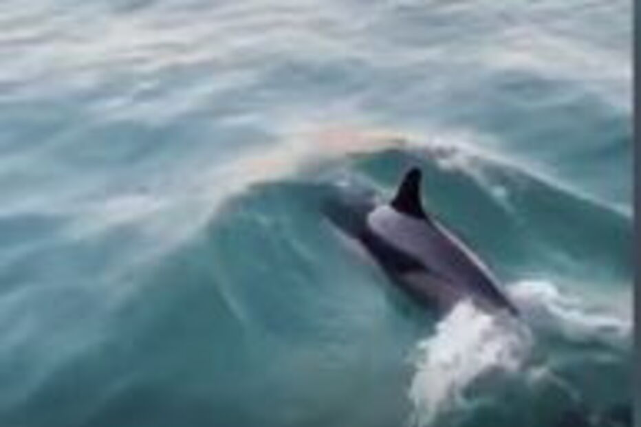 Grupo de golfinhos foram visitar o Rio Tejo 