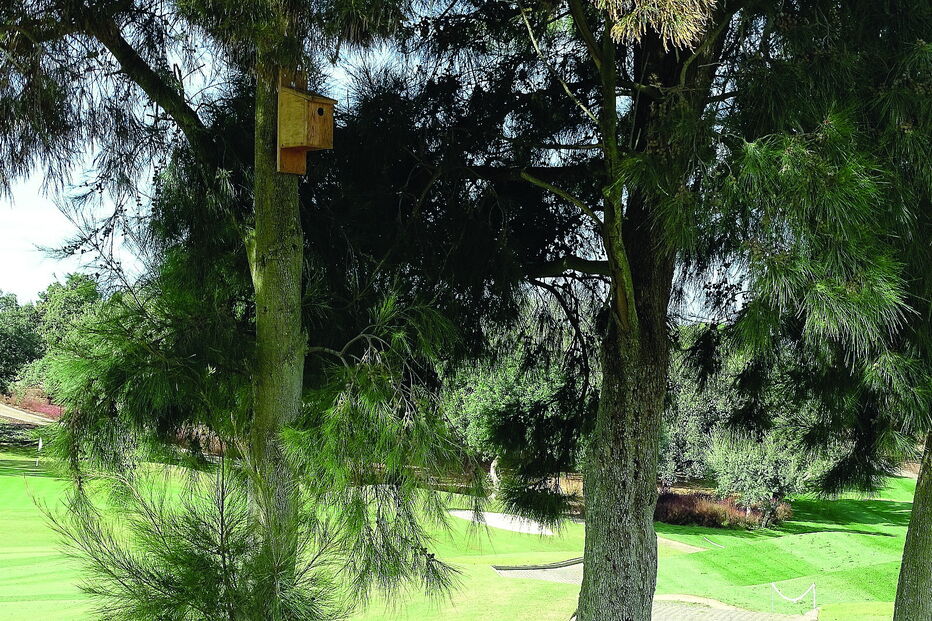 Associação Vita Nativa vai instalar cerca de 2 mil caixas-ninho em matas nacionais vigiadas pelo ICNF 