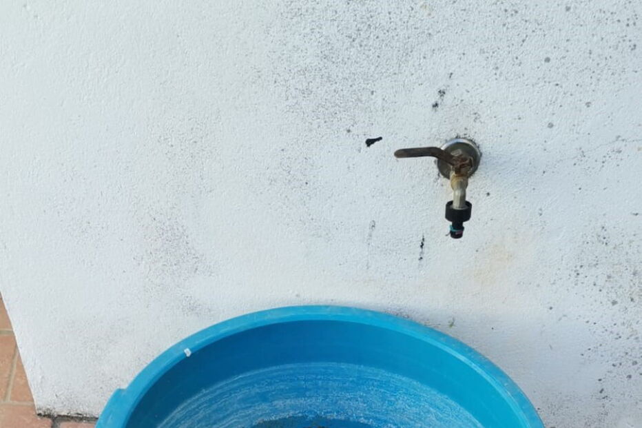 Animais vítimas de maus-tratos