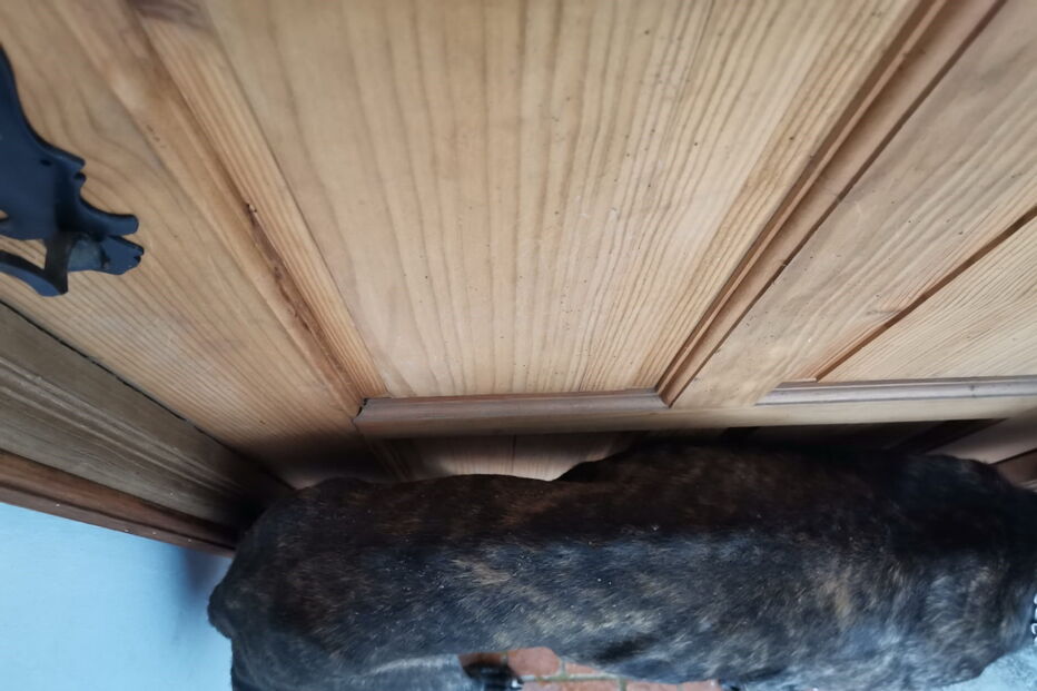 Animais vítimas de maus-tratos