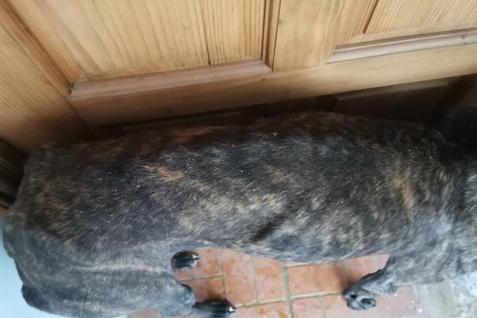 Animais vítimas de maus-tratos