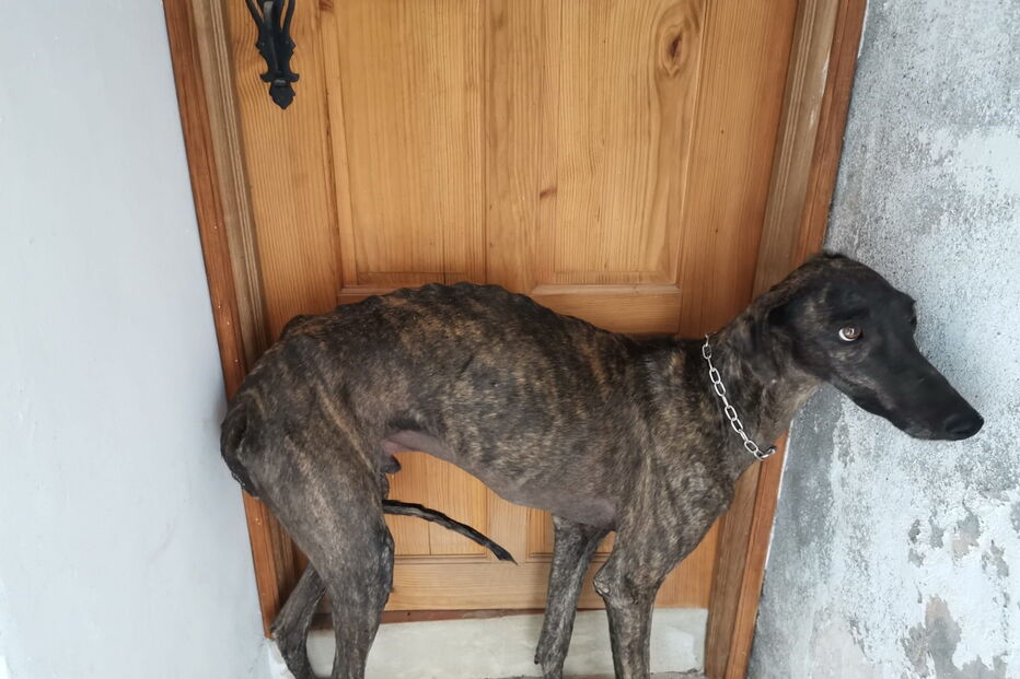 Animais vítimas de maus-tratos