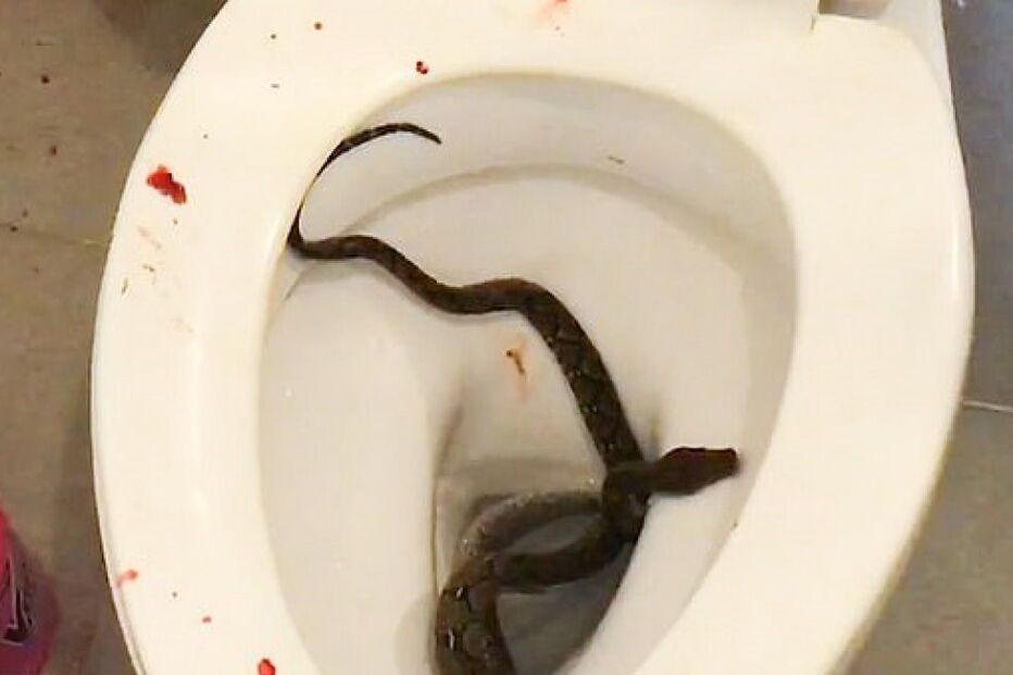 Cobra estava escondida na sanita