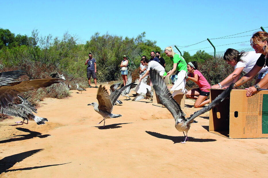 RIAS libertou recentemente 45 gaivotas que estavam a ser tratadas