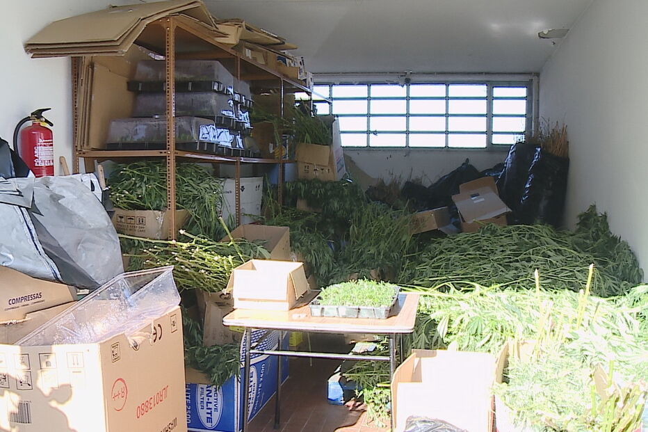 Rede chinesa explorava várias estufas para produzir canábis que depois era enviado para outros países