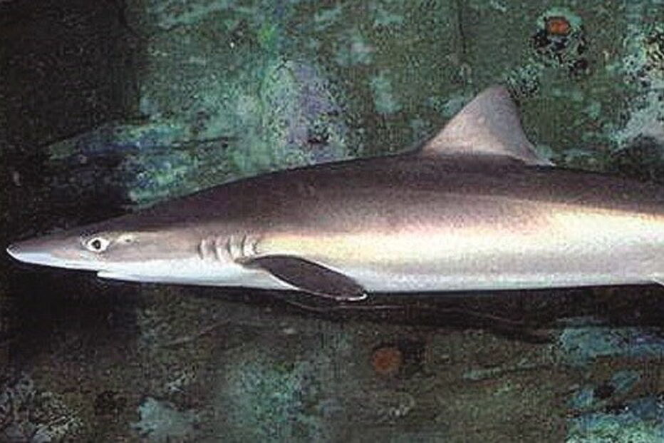 Espécie está ameaçada 