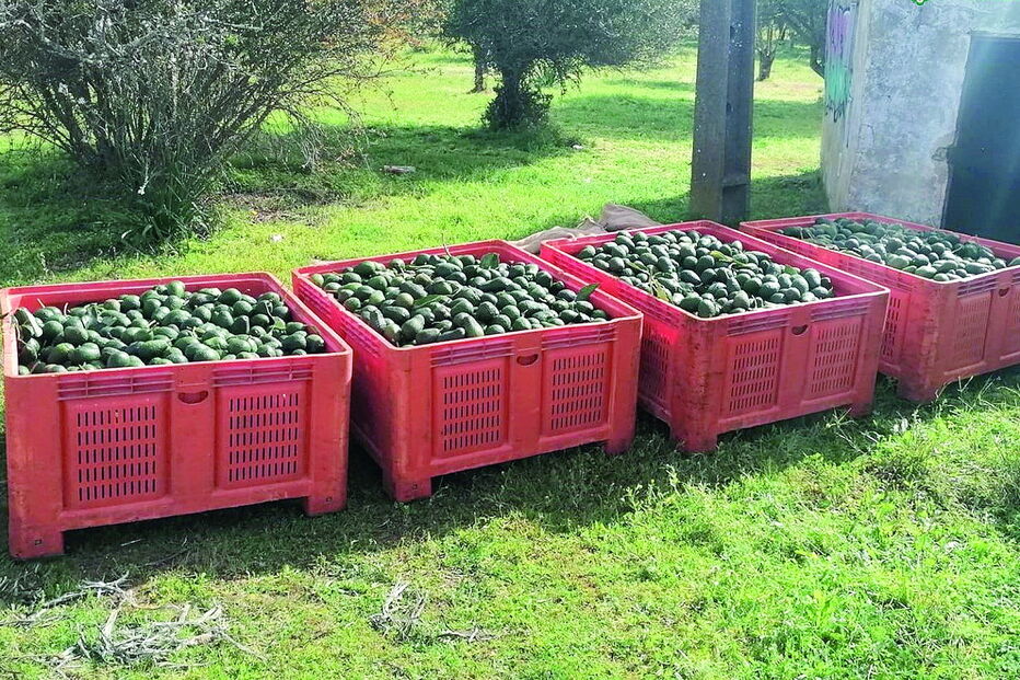 A GNR já realizou 28 detenções, em flagrante, desde o início do ano, por furtos de abacates e também de alfarrobas 