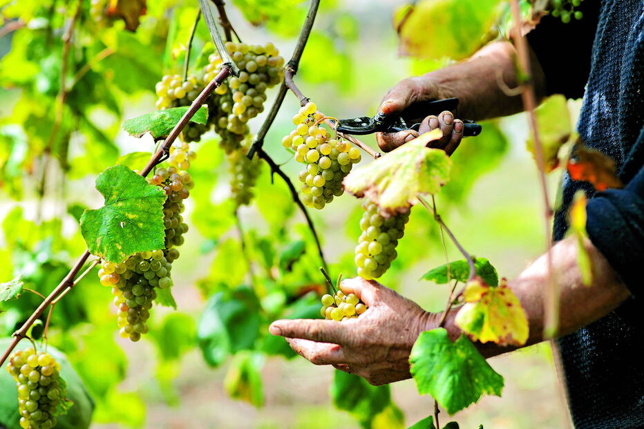 Um ‘Dia com o enólogo’