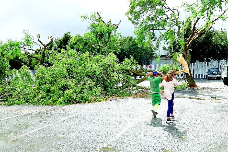 Vento forte provocou a  queda de dezenas de árvores em Beja