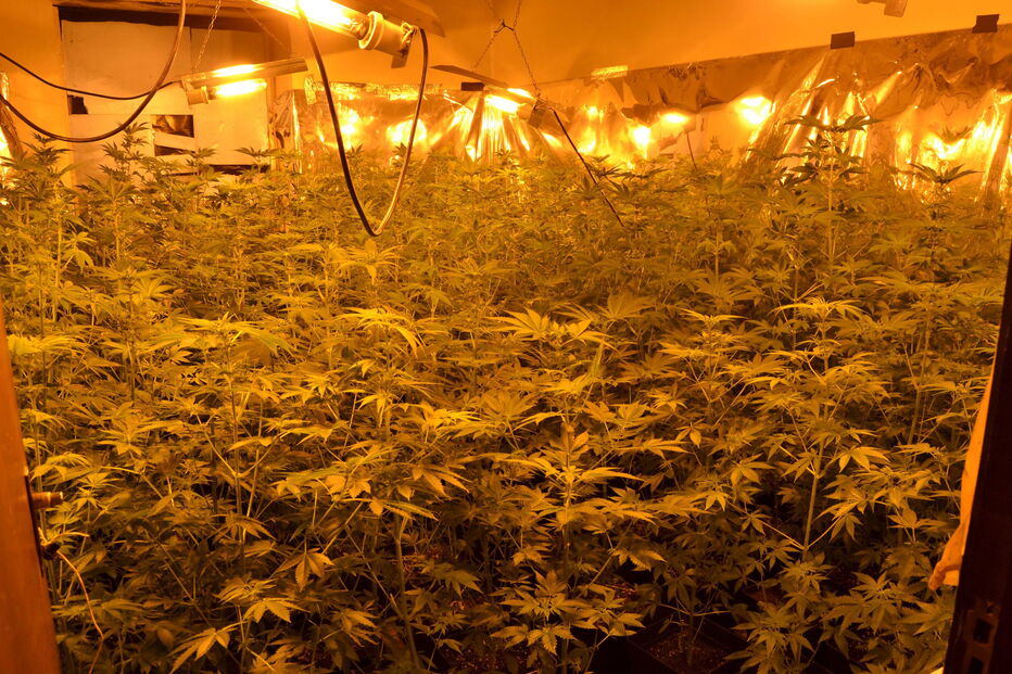 Arguido mantinha 81 lâmpadas sempre ligadas para gerar muito calor de forma a que as plantas se desenvolvessem